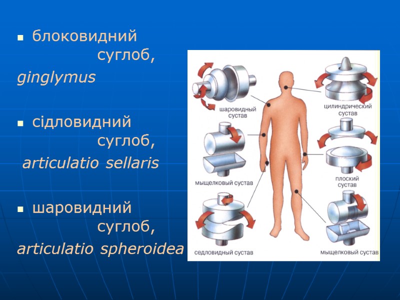 блоковидний    суглоб,  ginglymus  сідловидний    суглоб, 